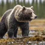 The Impact of Climate Change on Wildlife in Alaska
